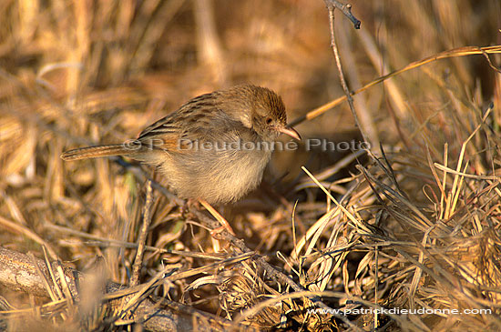 Rattling Cisticola (Cisticola chiniana), South Africa - Cisticole grincante (saf-bir-0261)