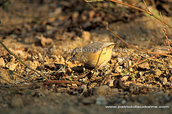 Longbilled Crombec (Sylvietta rufescens), S. Africa - Crombec à long bec (saf-bir-0264)