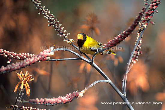 Blackheaded Oriole (Oriolus larvatus), South Africa - Loriot masqué (saf-bir-0275)