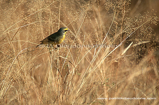 Yellow Canary (Serinus flaviventris), S. Africa - Serin de Sainte-Hélène (saf-bir-0330)