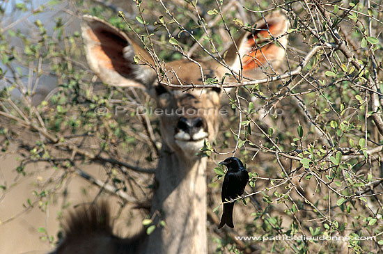 Forktailed Drongo (Dicrurus adsimilis) and kudu - Drongo brillant et Koudou (saf-bir-0377)