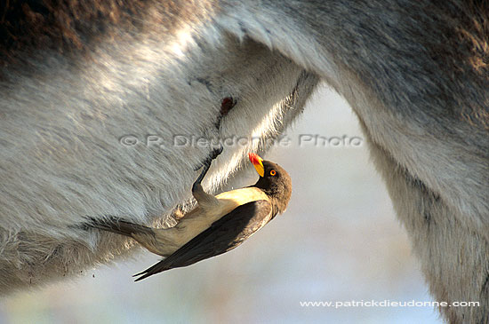 Yellowbilled Oxpecker (Buphagus africanus) - Pique-boeuf à bec jaune, Botswana (saf-bir-0379)