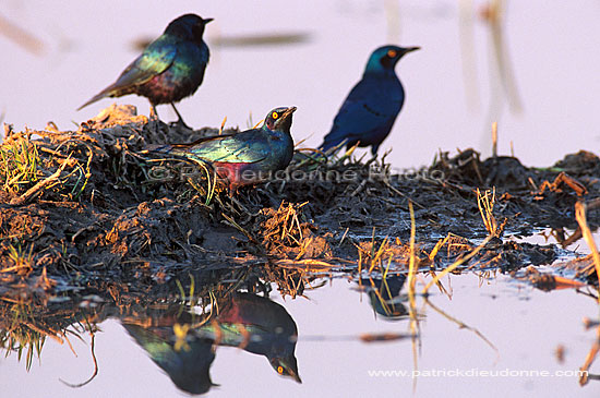 Greater blue-eared Starling (Lamprotornis chalybaeus), Botswana (saf-bir-0385)