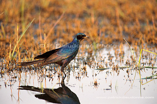 Burchell's Starling (Lamprotornis australis), Botswana - Choucador géant (saf-bir-0386)