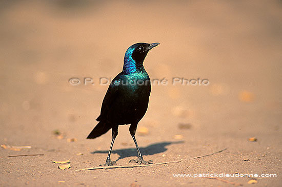 Burchell's Starling (Lamprotornis australis), S. Africa - Choucador géant (saf-bir-0387)