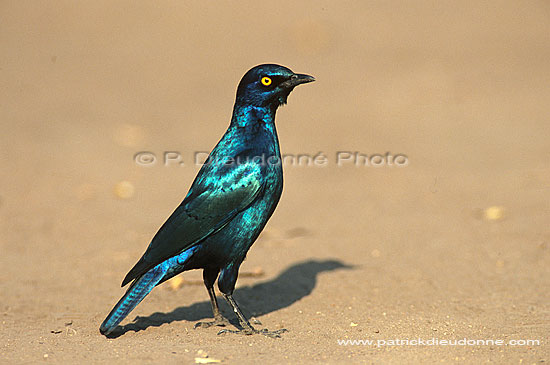 Glossy Starling (Lamprotornis nitens), S. Africa - Choucador à épaulettes rouges (saf-bir-0388)