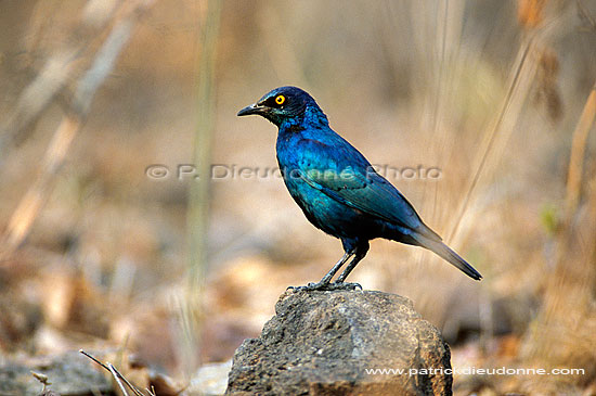 Glossy Starling (Lamprotornis nitens), S. Africa - Choucador à épaulettes rouges (saf-bir-0389)