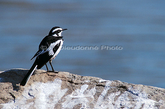 African pied Wagtail (Motacilla aguimp), S. Africa - Bergeronnette pie (saf-bir-0422)