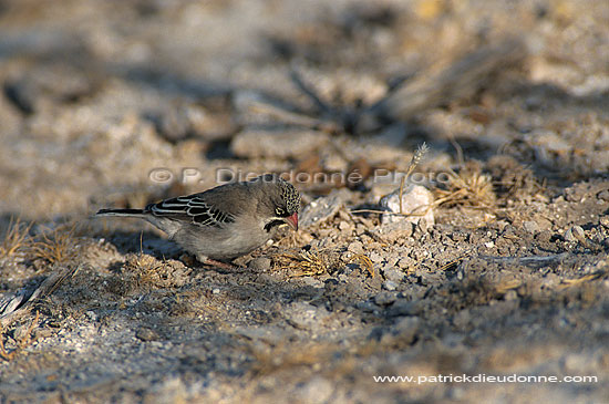 Scalyfeathered Finch (Sporopipes squamifrons), S. Africa - Sporopipe squameux (saf-bir-0432)