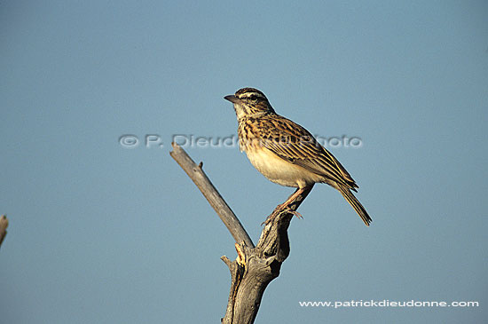 Sabota Lark (Mirafra sabota), Namibia - Alouette sabota (saf-bir-0446)