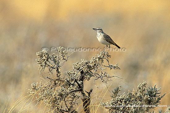 Lark, Namibia - Alouette