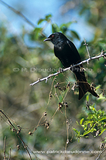 Forktailed Drongo (Dicrurus adsimilis) - Drongo brillant, Afrique du Sud (saf-bir-0490)