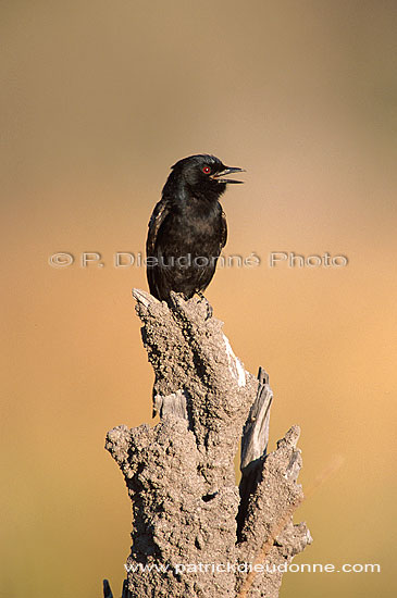 Forktailed Drongo (Dicrurus adsimilis) - Drongo brillant, Afrique du Sud (saf-bir-0491)