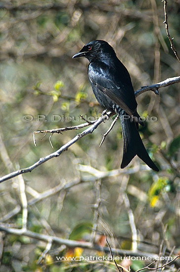 Forktailed Drongo (Dicrurus adsimilis) - Drongo brillant, Afrique du Sud (saf-bir-0492)