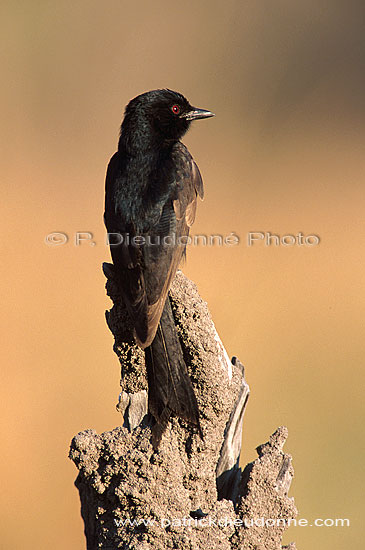 Forktailed Drongo (Dicrurus adsimilis) - Drongo brillant, Afrique du Sud (saf-bir-0493)