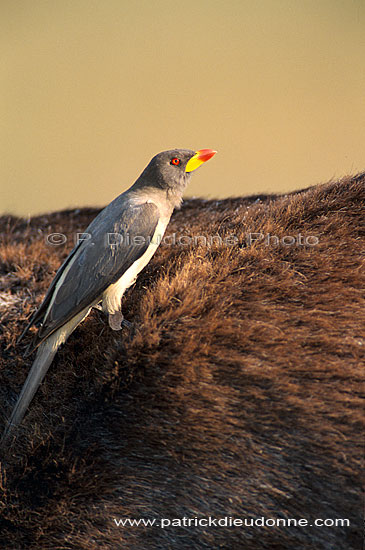 Yellowbilled Oxpecker (Buphagus africanus) - Pique-boeuf à bec jaune, Botswana (saf-bir-0526)