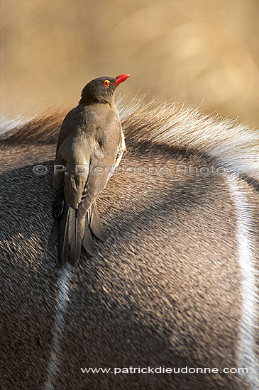 Redbilled Oxpecker (Buphagus erythrorhynchus) - Pique-boeuf à bec rouge, Af. du sud (saf-bir-0533)