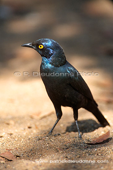 Glossy Starling (Lamprotornis nitens), S. Africa - Choucador à épaulettes rouges (saf-bir-0535)