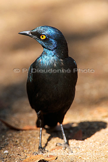 Glossy Starling (Lamprotornis nitens), S. Africa - Choucador à épaulettes rouges (saf-bir-0536)