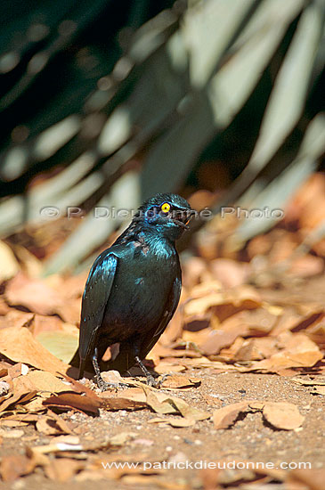 Greater blue-eared Starling (Lamprotornis chalybaeus), S. Africa - Choucador à oreillons bleus, Af. du sud (saf-bir-0538)