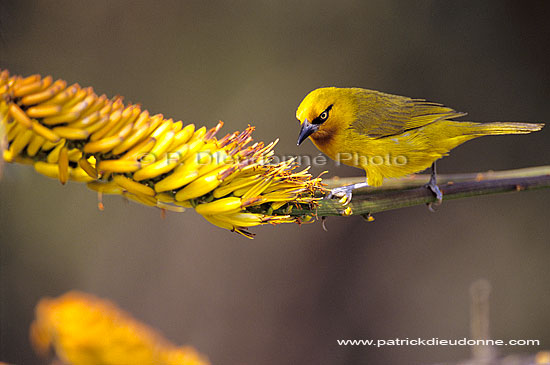 Spectacled Weaver (Ploceus ocularis) - Tisserin à lunettes, Af. du Sud (SAF-BIR-0029)