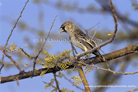 Sociable Weaver (Philetairus socius) - Républicain social, Namibie (SAF-BIR-0063)