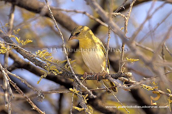 Spottedbacked Weaver (female) - Tisserin gendarme, Afrique du sud (SAF-BIR-0095)