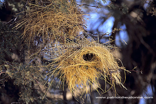 Weaver's nests, South Africa - Nids de Tisserin, Afrique du Sud (SAF-BIR-0102)