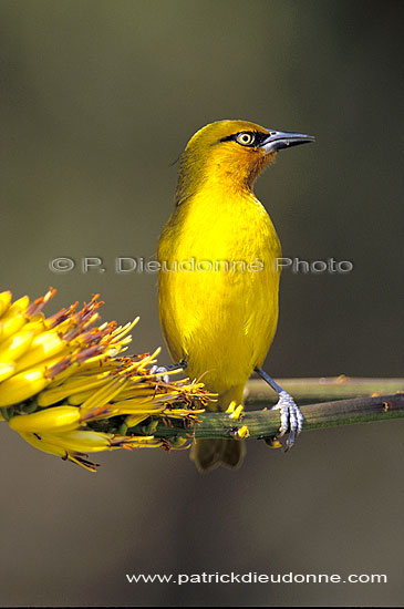 Spectacled Weaver (Ploceus ocularis) - Tisserin à lunettes, Afrique du sud (SAF-BIR-0134)