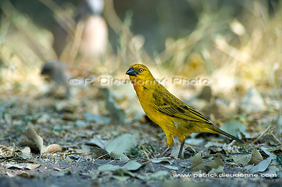 Cape Weaver (Ploceus capensis), S. Africa - Tisserin du Cap (saf-bir-0372)