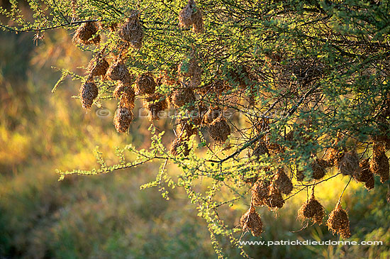 Weaver's nests, South Africa - Nids de Tisserin, Afrique du Sud (saf-bir-0434)