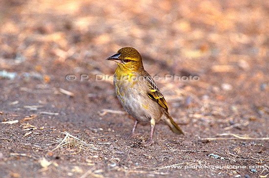 Spottedbacked Weaver (female) - Tisserin gendarme, Afrique du sud (saf-bir-0435)