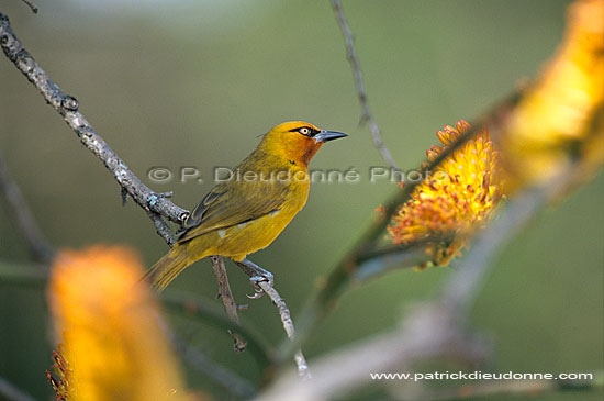 Spectacled Weaver (Ploceus ocularis) - Tisserin à lunettes, Afrique du sud (saf-bir-0449)