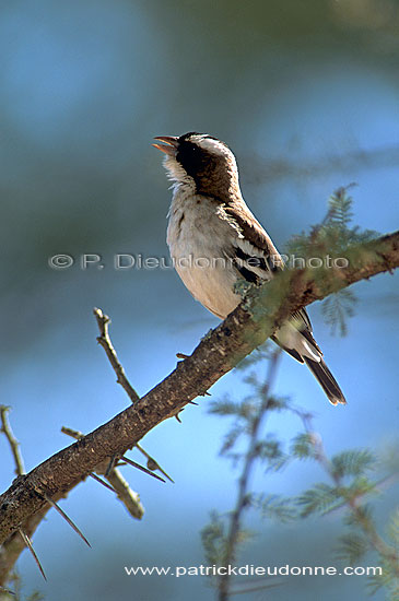 Whitebrowed Sparrow-Weaver (Plocepasser mahali) - Mahali à sourcil blanc (saf-bir-0494)