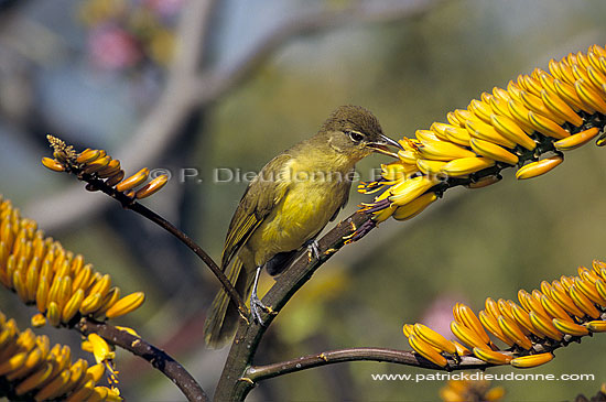 Yellow-bellied Bulbul (Chlorocichla flaviventris)- Bulbul à poitrine jaune (SAF-BIR-0018)