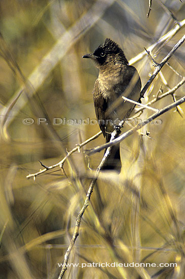 Blackeyed Bulbul (Pycnonotus barbatus) - Bulbul des jardins, Af. du sud (SAF-BIR-0172)