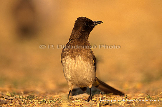 Blackeyed Bulbul (Pycnonotus barbatus) - Bulbul des jardins, Af. du sud (saf-bir-0256)