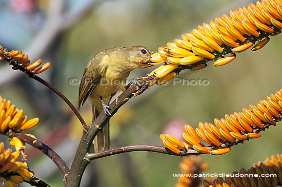 Yellow-bellied Bulbul (Chlorocichla flaviventris)- Bulbul à poitrine jaune (saf-bir-0373)