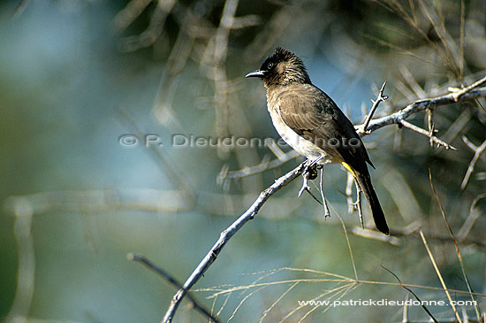 Blackeyed Bulbul (Pycnonotus barbatus) - Bulbul des jardins, Af. du sud (saf-bir-0420)