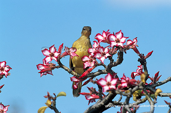 Yellow-bellied Bulbul (Chlorocichla flaviventris)- Bulbul à poitrine jaune (saf-bir-0433)