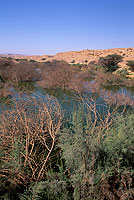 Site - Al Ansab lagoons - birdwatching site - Site d'observation   11090b
