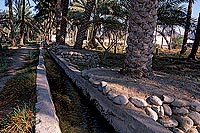 Al Hazm palm grove and falaj - Palmeraie à Al Hazm, OMAN (OM10050)
