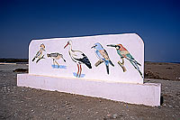 Liwa. Birdwatching site - Site ornithologique à Liwa, Oman (OM10253)