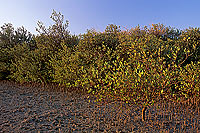 Shinas mangrove, birdwatching site - Shinas, mangrove, OMAN (OM10256)