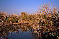 Shinas mangrove, birdwatching site - Shinas, mangrove, OMAN (OM10259)