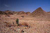 Muscat. Gravel Plain, SE of Muscat - Plaine de gravier (OM10517)