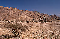 Gravel plain, SE. of Muscat - Plaine de gravier, OMAN (OM10518)