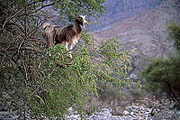 Wadi Bani Awf, Djebel Akhdar - Vallée Bani Awf, OMAN (OM10226)