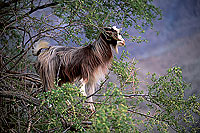 Wadi Bani Awf, Djebel Akhdar - Vallée Bani Awf, OMAN (OM10227)