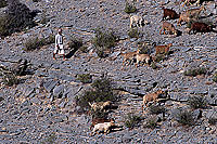 Goatherd in Djebel Akhdar-Chevrier dans le djebel Akhdar, OMAN (OM10234)
